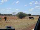 17-Cows