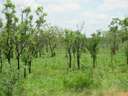 13 Termite Mounds